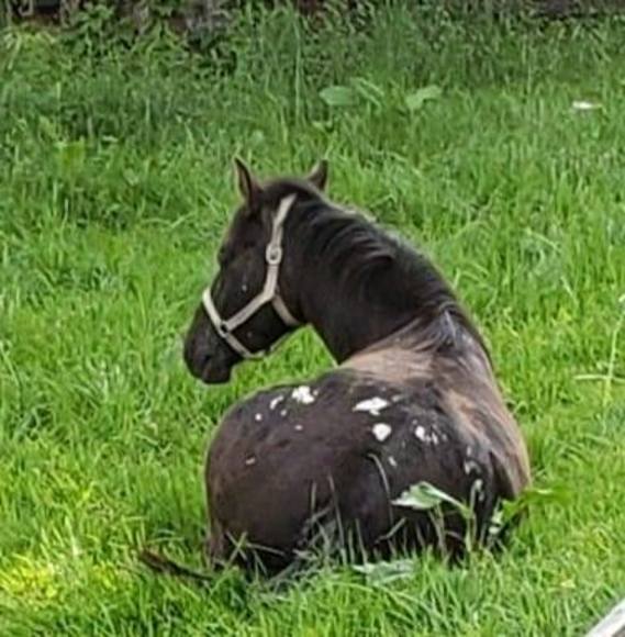 Meet your Posher, Sandy - Picture 1 of 1